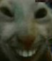 TheDailyCatGuy's tweet image. 