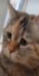 TheDailyCatGuy's tweet image. 