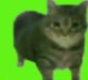 TheDailyCatGuy's tweet image. 