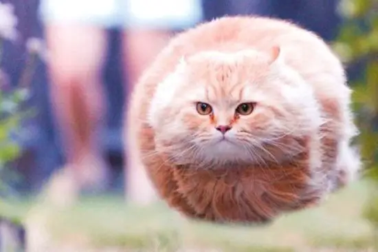 TheDailyCatGuy's tweet image. 