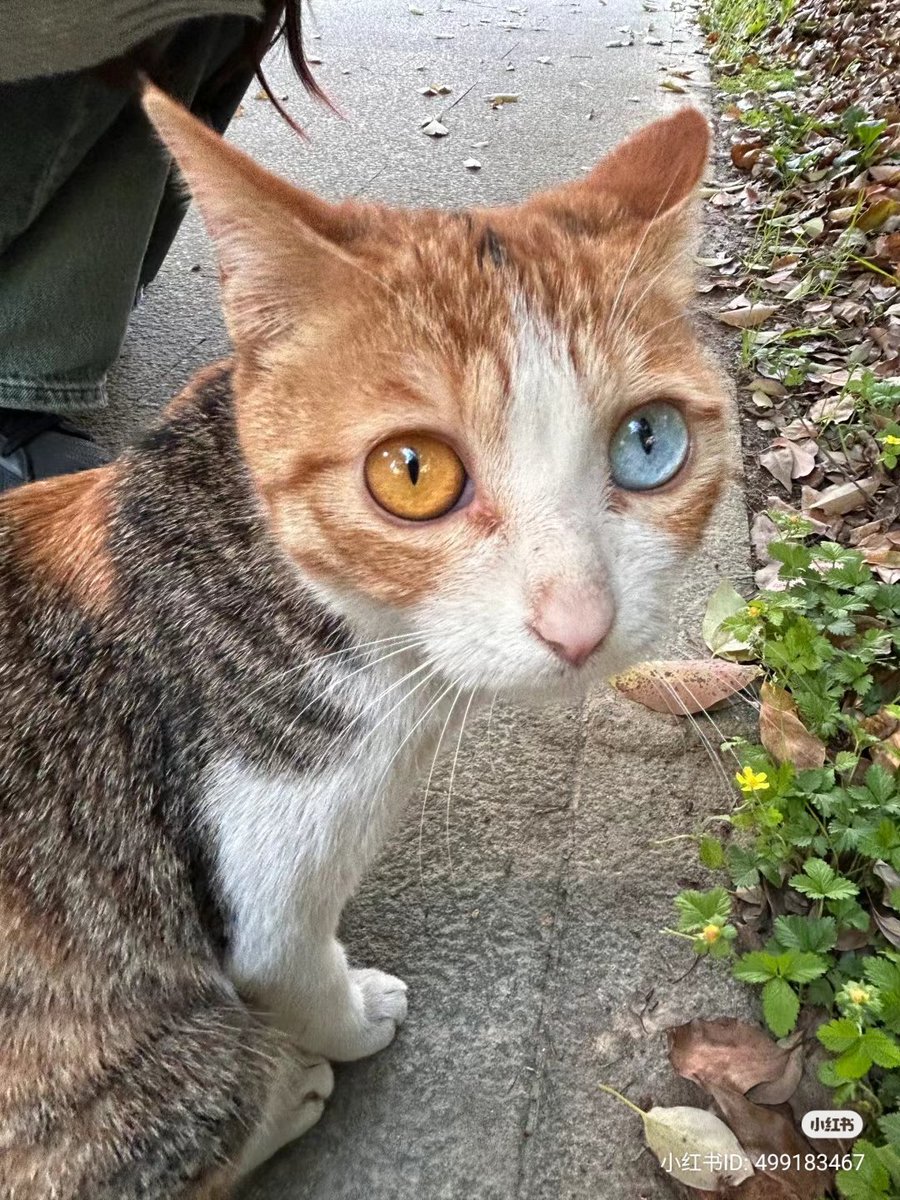 TheDailyCatGuy's tweet image. 