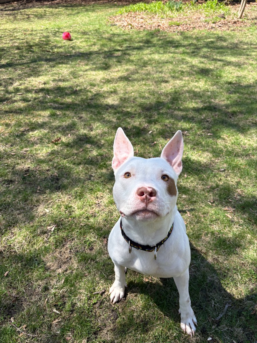 🥨 PRETZEL BITE IS READY FOR HER FOREVER 🏡💛
This one hits us right in the heart.

Pretzel Bite was found tied up in a NYC park, painfully emaciated—just 35 pounds of skin and bones. No food, no shelter… just waiting. 💔

She was taken to the NYCACC where her future was
