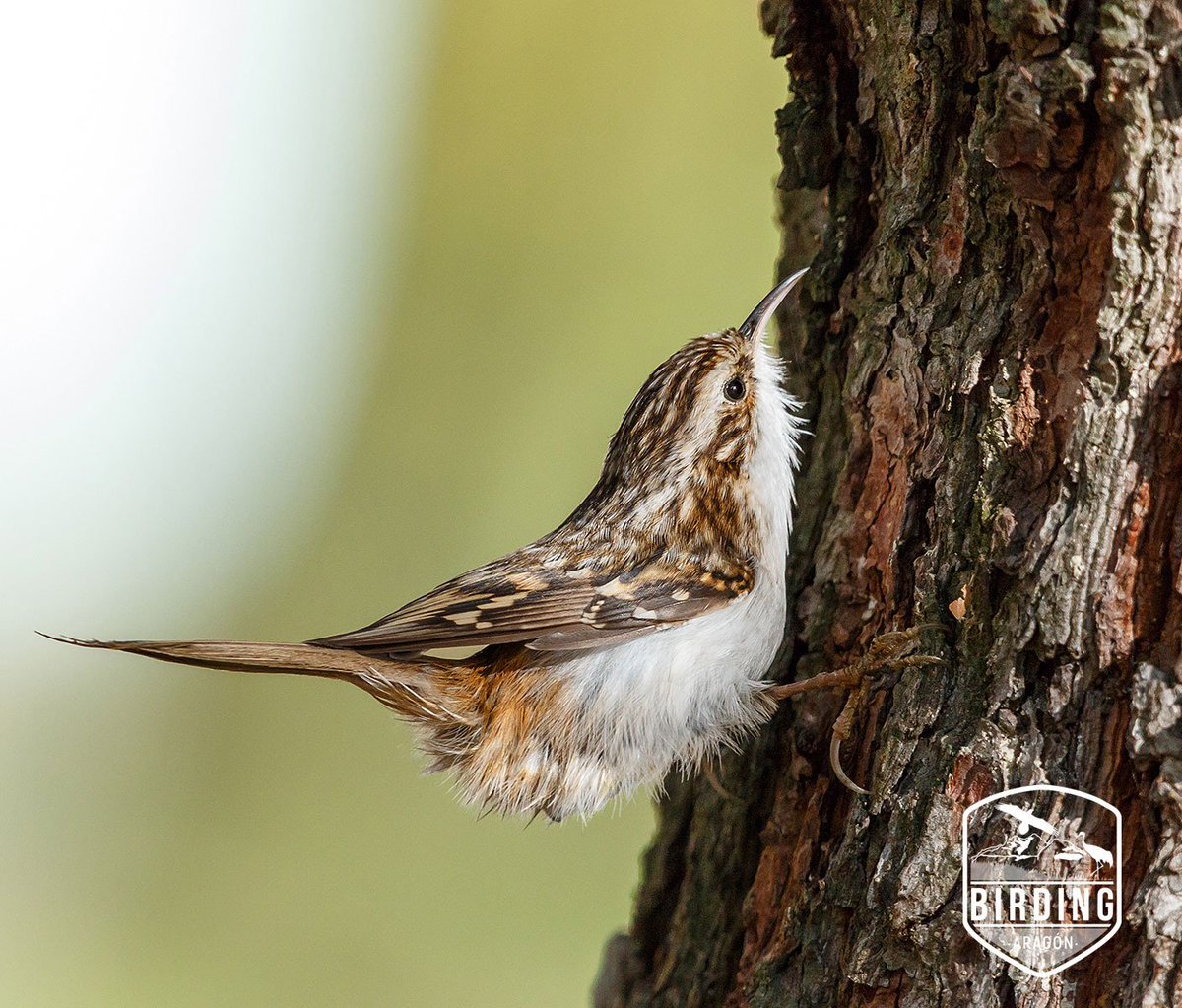 ⭐ Hoy presentamos una de las #AvesEstrella de #BirdingAragón, el Agateador Euroasiático: birdingaragon.com/agateador-euro…
Una pequeña ave forestal,  especialista en camuflaje...
🐦 Dificultad de observación: Alta
🌲 forestal 
💛 Residente 
🛡️  Protección especial
 #Ornitología