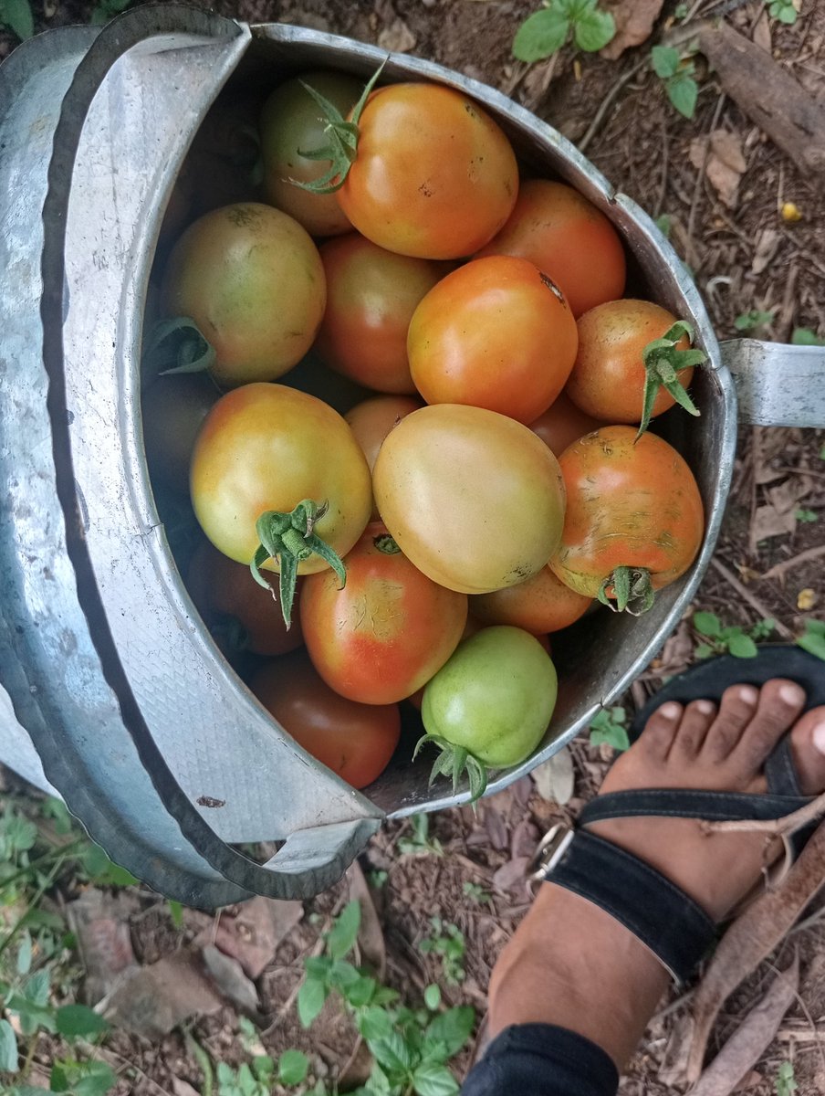 FAdejole's tweet photo. From seed to harvest, it’s been a journey of patience, learning, and growth. Now I get to contribute, in my own little way, to feeding the nation.
Farming is not just work—it's purpose.
Felix Farms🍅🌱
#TomatoHarvest #Agriculture #FoodSecurity #SmallScaleFarming #ProudFarmer https://t.co/TE817nlUow