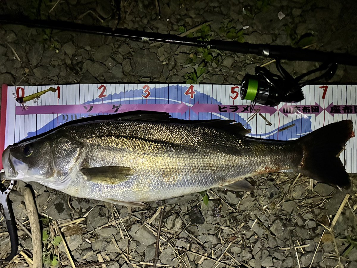 朝のサーフはホゲたので、後輩とナイトシーバスへ
思いのほかあたりもあり、バラシもあったりの中、ナイスコンディションの2匹釣れて、楽しかったぁ！

これで安らかな眠りにつける…💤