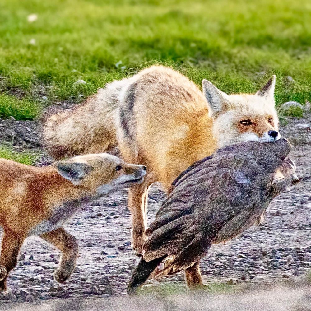 lerenard's tweet photo. #fox #azeria #vos #volpe #kettu #rev #raposa #lisica #kitsune #lerenard #renard https://t.co/dDpRFd5DnU