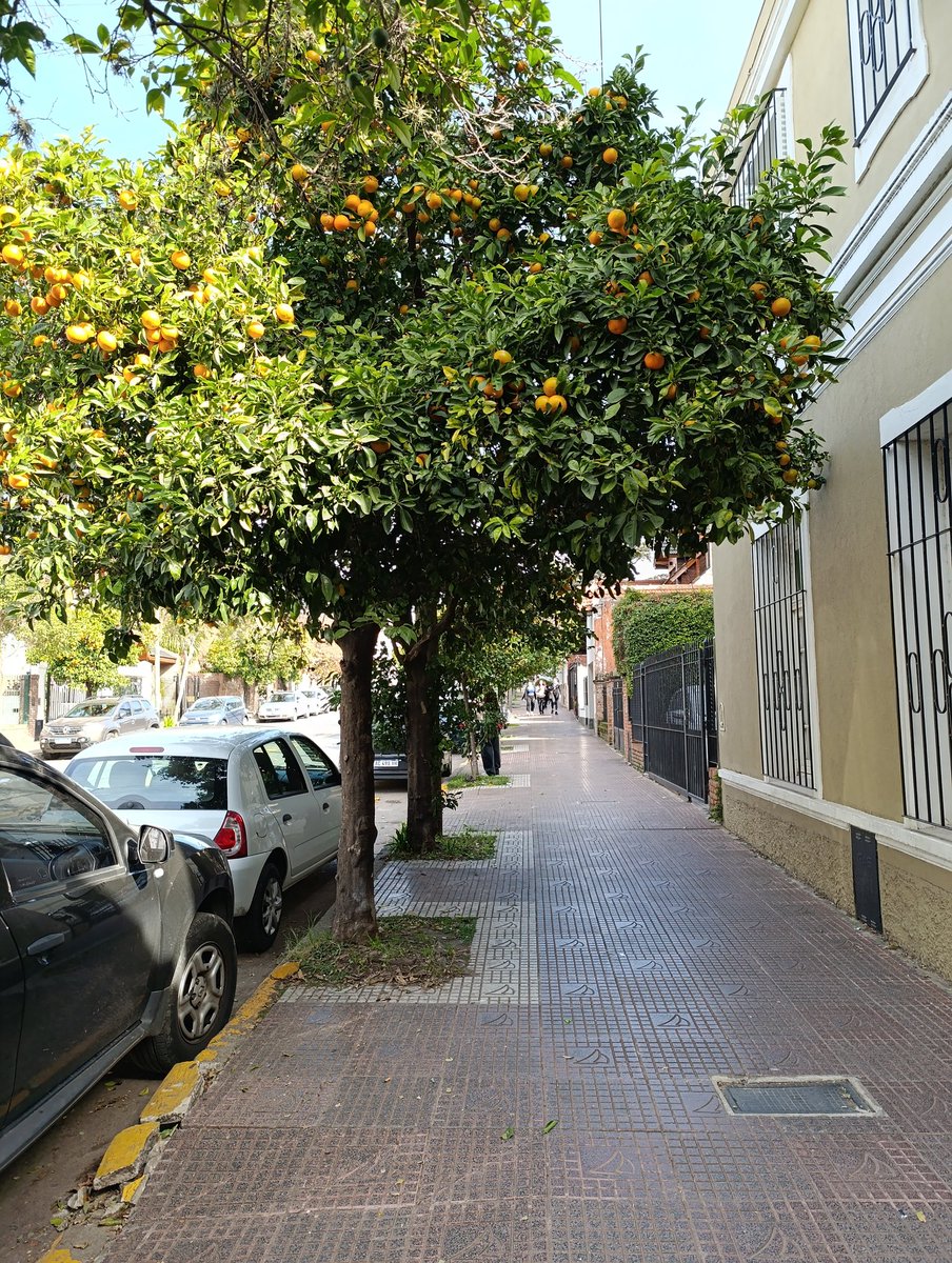 l0le________'s tweet photo. Post de apreciación a los arboles frutales de San Fernando https://t.co/Uc9X3Ufam9