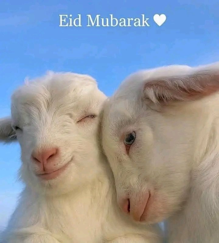 fk3997's tweet photo. Eid Mubarak everyone ❤️🥹 https://t.co/fBGdnLMIyx