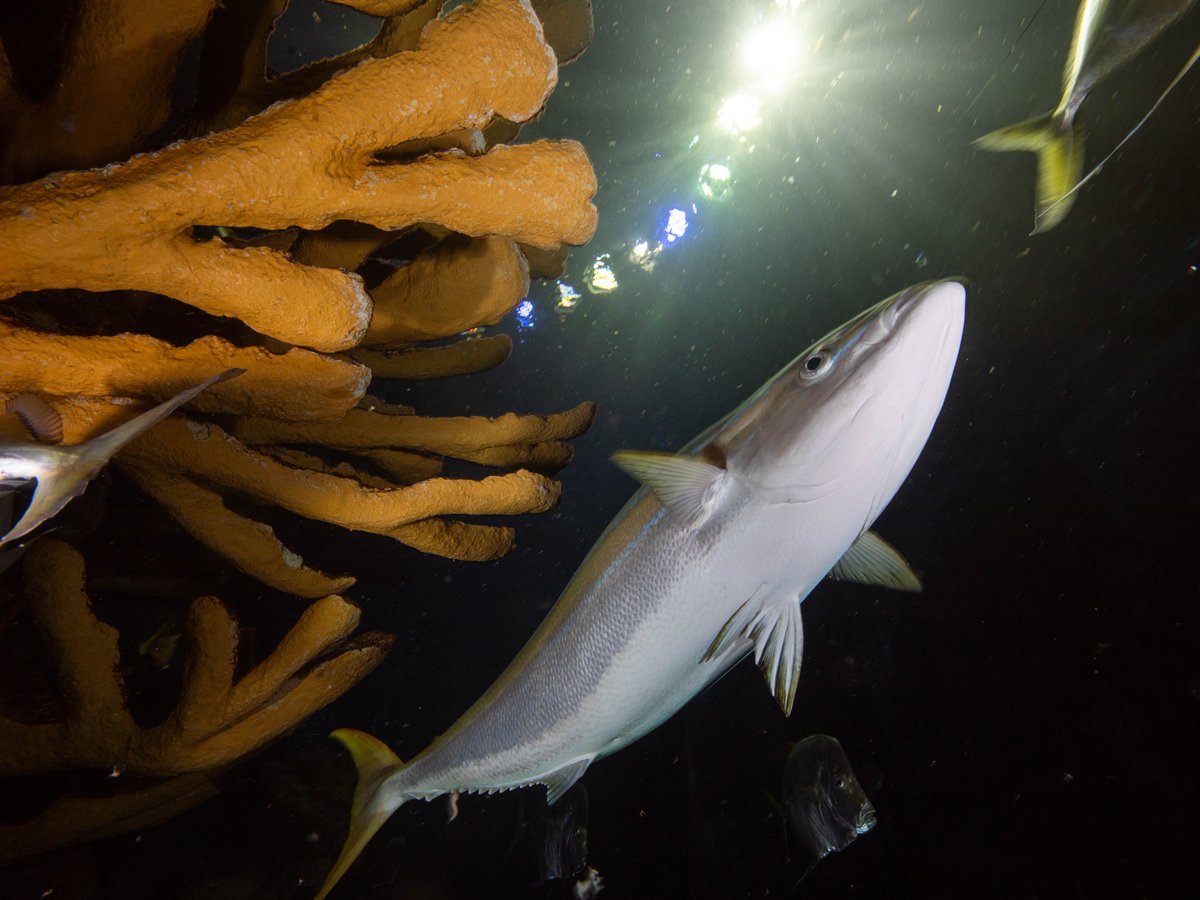 NEAQ's tweet photo. 🌈🐠The rainbow runner is now one of the largest fish in our Giant Ocean Tank exhibit—after arriving as just a five-inch youngster in 2014. 

The fish isn’t *technically* rainbow-colored, but its bold blue and gold stripes earn it the name. 

#RainbowRunner #FishFacts https://t.co/Z7HgdNiY5F