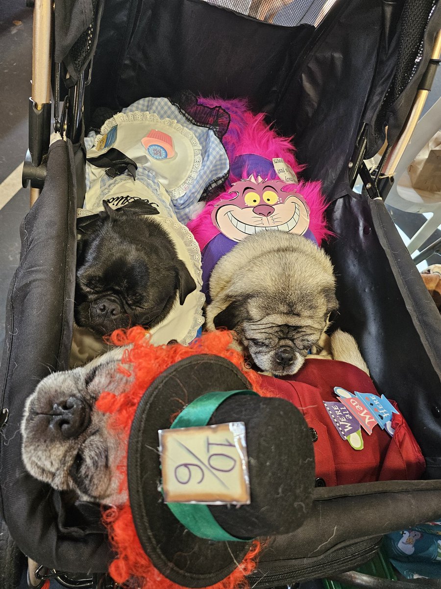 mrwugglythepug's tweet photo. Tea time! Very yummy tea goodies. My first ever tea time. @pugcamp #pugs #fawnpug #alice #aliceinwonderland https://t.co/dY9KmfdGAR