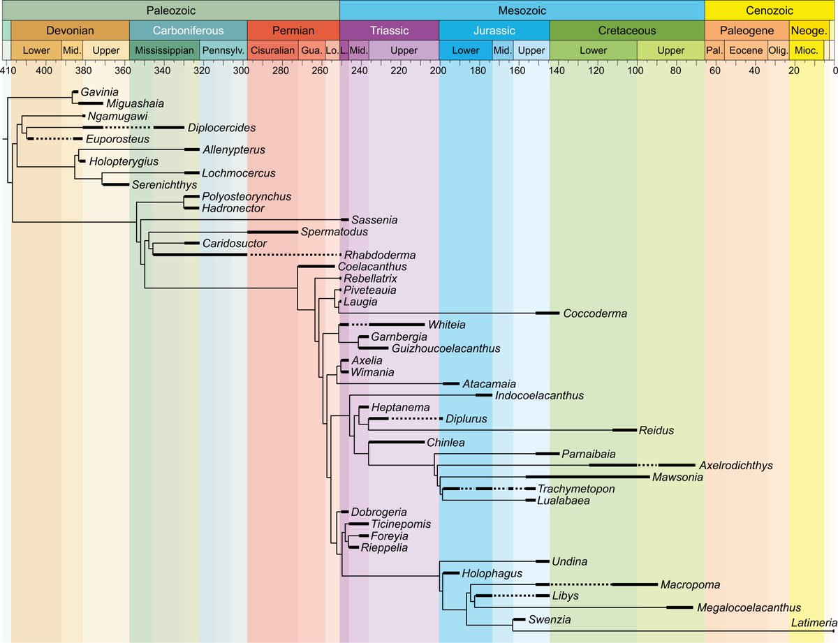 PabloTorino4's tweet photo. Another remarkable review for the coelacanth phylogeny, this time by the Swiss colleagues Christophe Ferrante and Lionel Cavin.

What a time to be a coelacanth!!!

https://t.co/fduR69xDS7 https://t.co/GtzTERGjZv