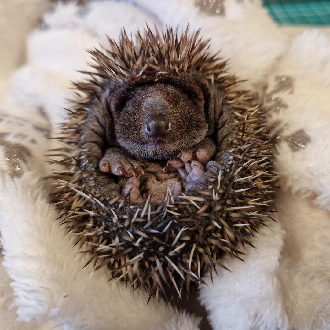 Bardzo trudny weekend pełen rannych jeży. Niestety obrażenia większości przywiezionych dzisiaj zwierząt były tak poważne, że nie było żadnych szans na ratunek. Surwisia znaleziona w Chotomowie przeżyła jako jedyna z miotu. Jej mama i rodzeństwo były po prostu zmasakrowane. Siłą