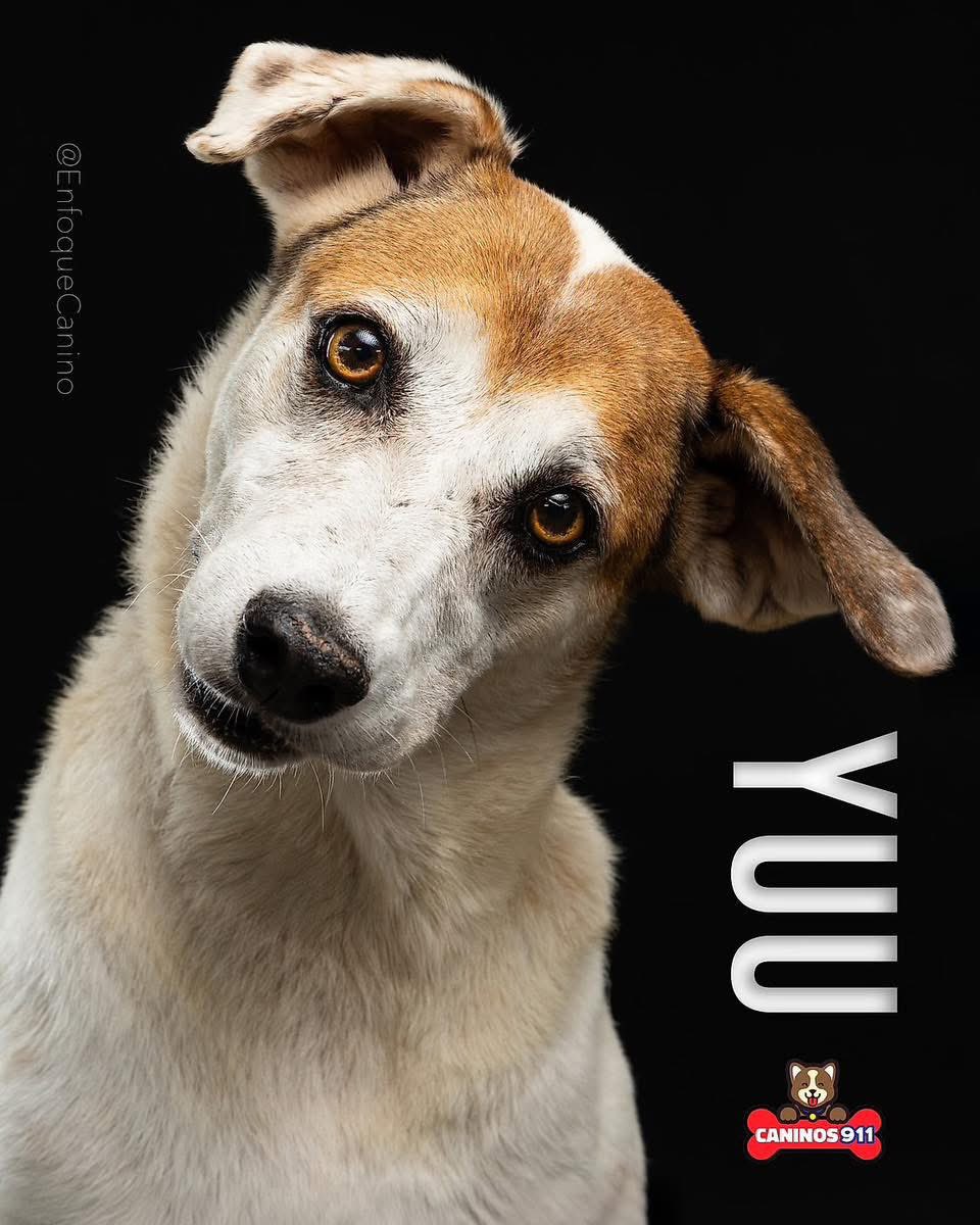 ‼️EN ADOPCIÓN‼️
Ojalá me dieran solo una oportunidad, llevo + de 6 añitos esperando ser elegida por una bella familia… Soy Yuu una perrita muy alegre, cariñosa, tranquila, limpia y súper alerta. Si no puedes adoptarme porfa comparte, ¡Gracias!