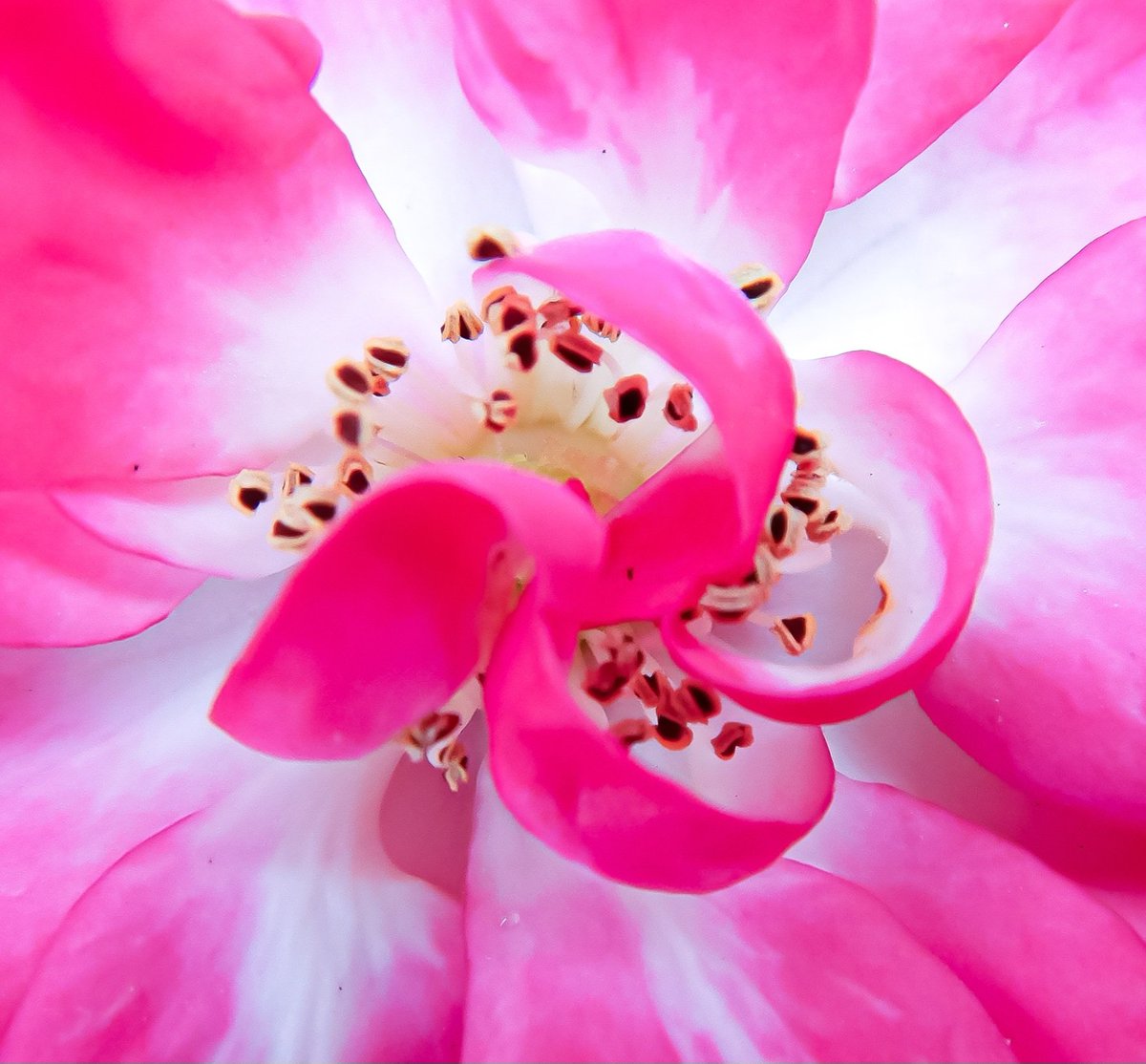 LaDaemonia's tweet photo. 〰️🌸〰️
Etwas Farbe gegen den Regen-Blues.
Schon bald werden wir ihn vermissen.
Habt einen fantastiggerischen #Samstag ❤️🍀
#fotografia #fotografie #photography #naturephotography #makro #macro #macro_brilliance #blossom #flowers #pink #beauty #macro_flower #saturday #macro_nature https://t.co/axm1E0sofK