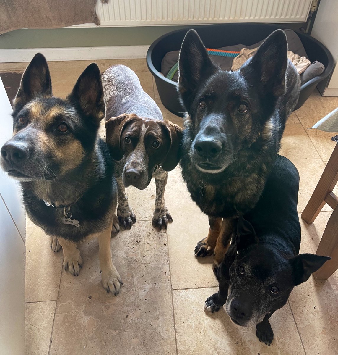 RPDQuest's tweet image. Come on…. Give us the treats now….