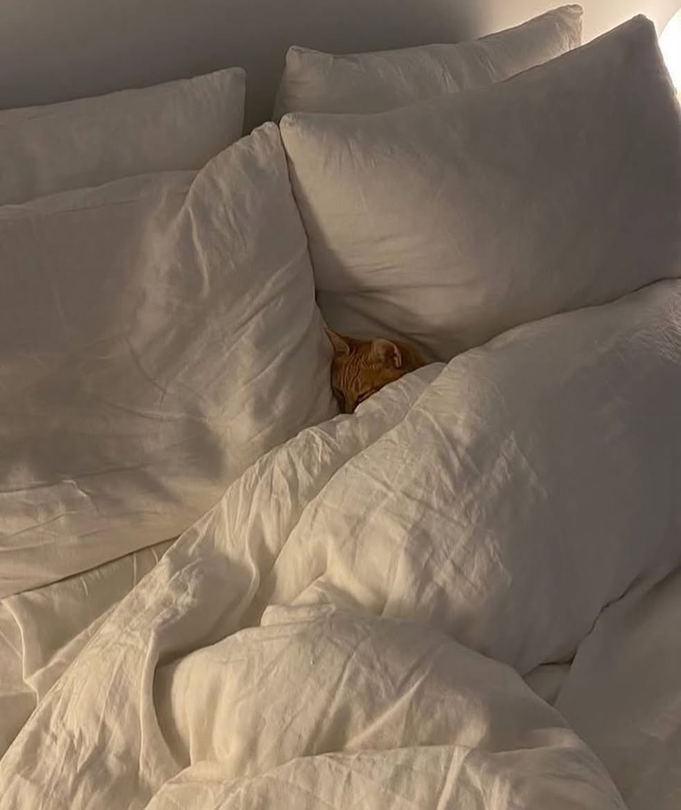 Catsillyness's tweet photo. Day off https://t.co/SUaGNBV706