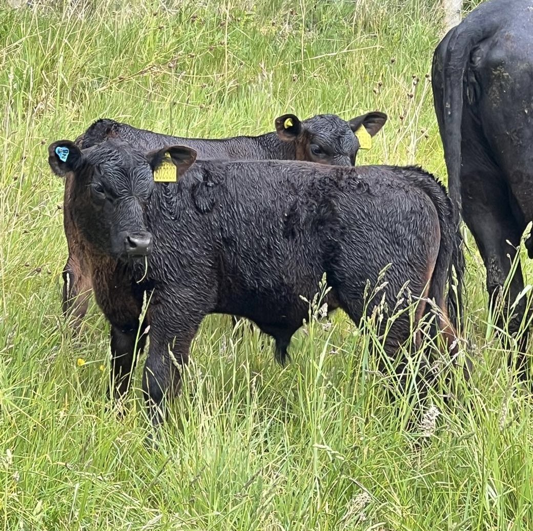 NBA embryo calves in Scotland! Very cool!