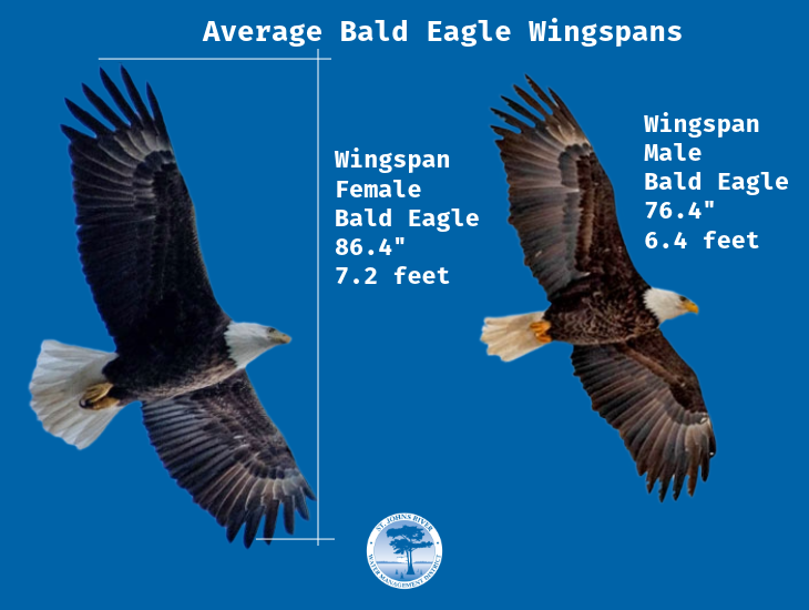 🦅 Female bald eagles have an average wingspan of 7.2 ft—nearly 10 inches wider than males (6.4 ft)! This helps them guard the nest while males hunt. They thrive in the healthy habitats we protect at SJRWMD. #BaldEagle #SJRWMD #FloridaWildlife #WaterProtectsLife