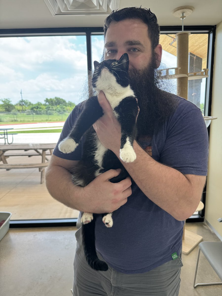 GilbyRanger's tweet image. Come adopt this adorable cat! She’s 4 years old and sweet as can be. She’s at Texas Humane Heroes in Leander Tx.