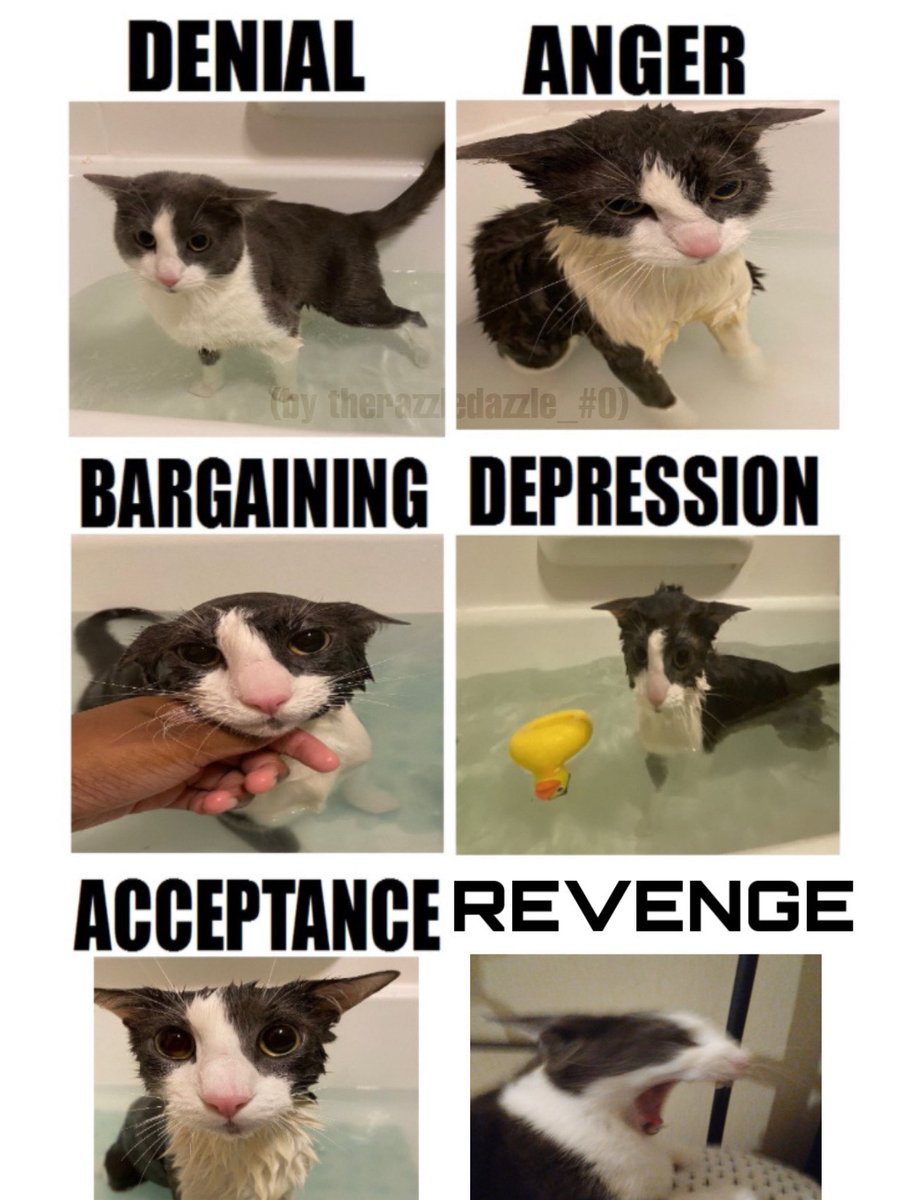 soggy cat (@ssoggycat) on Twitter photo 