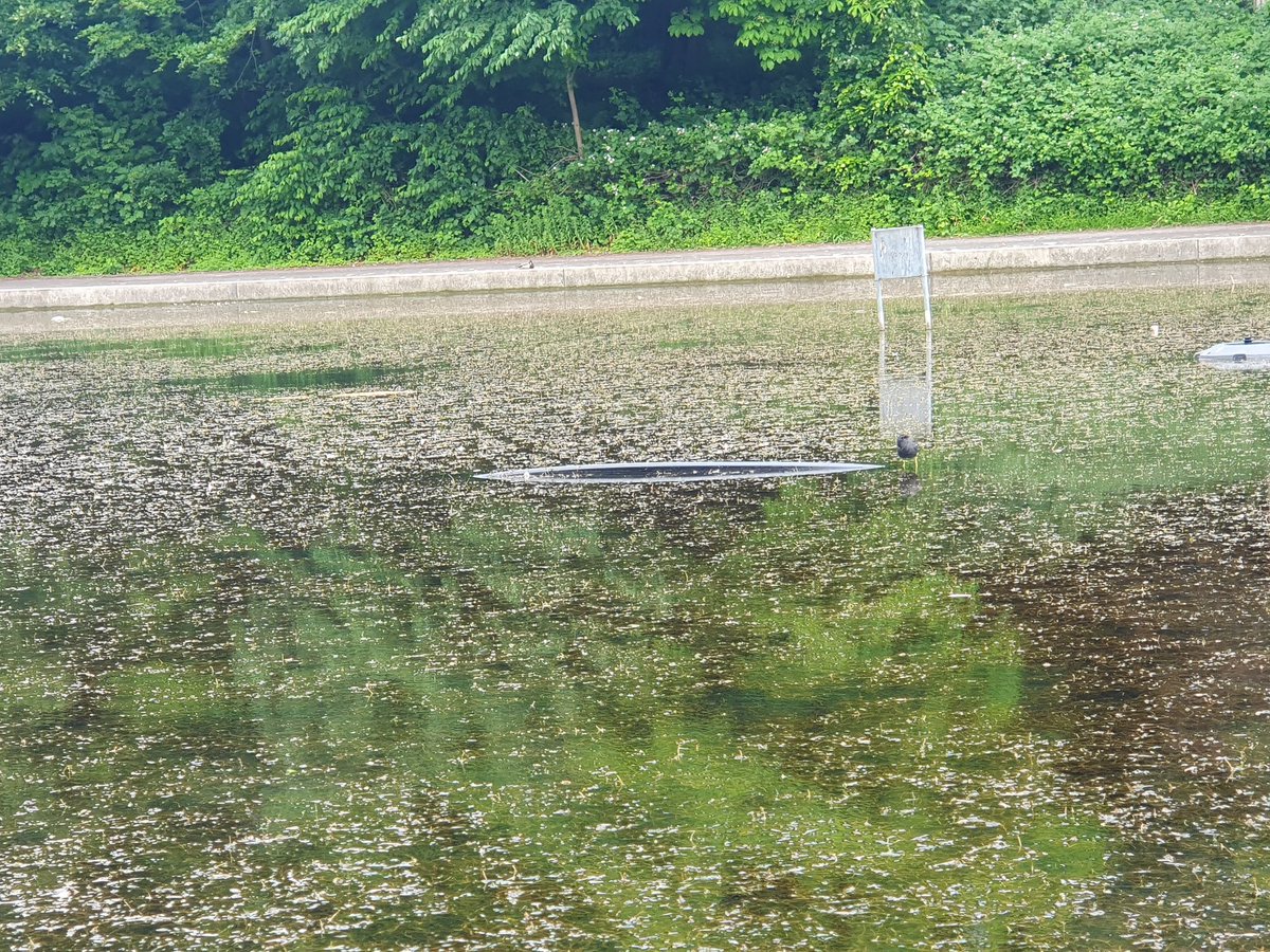 Why is Ward End Park lake in a flirty condition, who's job is to keep the lake clean? <a href="/BhamCityCouncil/">Bham City Council</a> <a href="/BrumLeader/">LeaderofBirmingham</a> <a href="/mariamkhan29/">Mariam Khan</a>. Why spend so much money then Neglect the lake? <a href="/aw_ash/">Ash</a> <a href="/AlumRockCF/">ARCF</a> <a href="/javed2275/">Javed Iqbal</a> <a href="/BrummieGerryM/">.</a> <a href="/birmingham_live/">Birmingham Live</a>