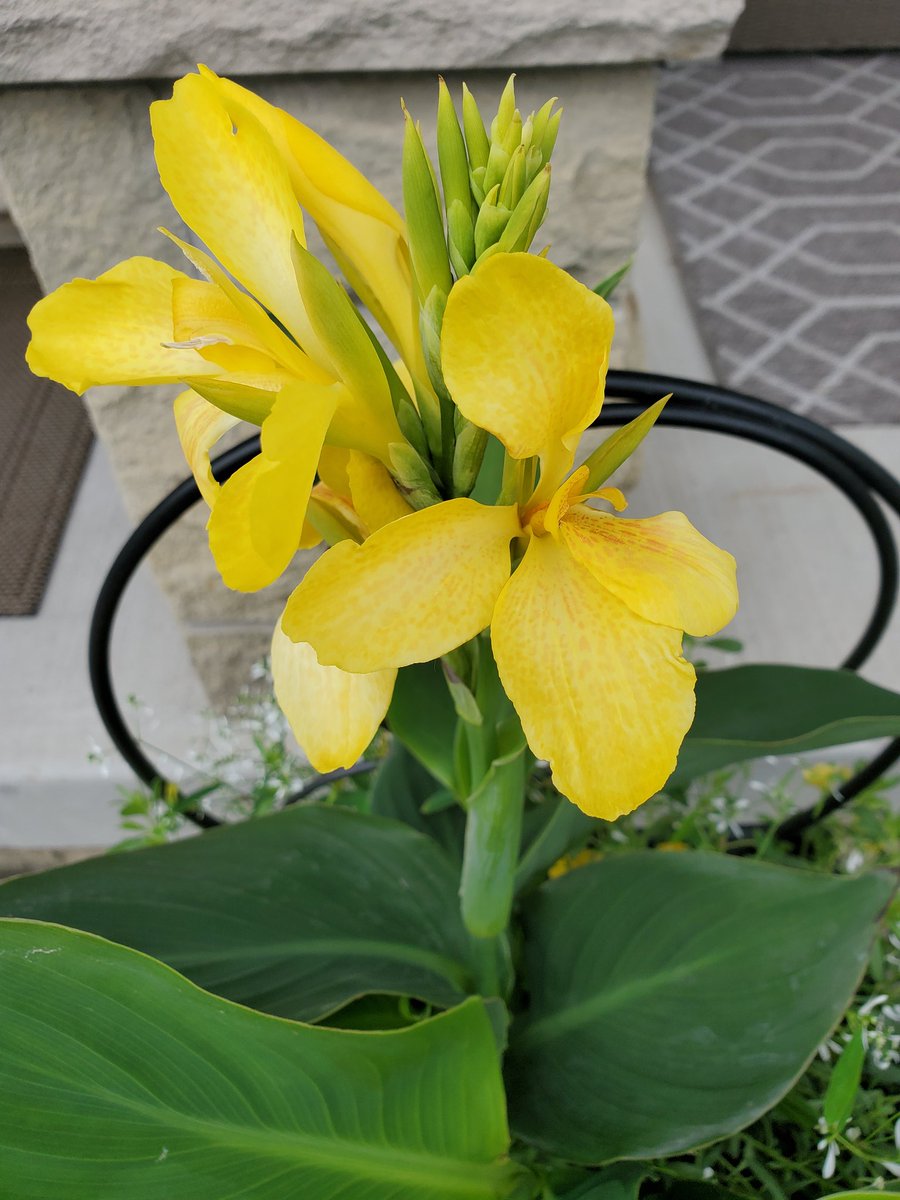RiversoMaria's tweet photo. Ahhhh....blooming beauties. 🌺 #SpringGardening #Springtime 😍 https://t.co/DpGtWNRjlA