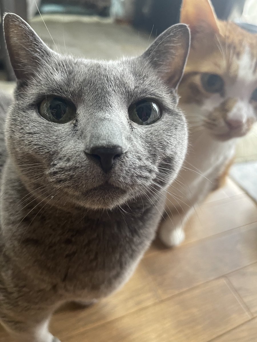 rinrin7481's tweet image. おはようございます😊😼😸
姉の話…その2
姉の部屋には推しグッズがいっぱい
どアップのブランケット…それがベッドの上で裏返ってた…これは…ワザとだそうで…そうする事でベッドの中でご対面〜🙀🙀私は言葉を失った😑洗脳されそう…イヤ大丈夫…私の家にはアイドルが😼😸いるから☺️
今週も宜しく🙇‍♀️