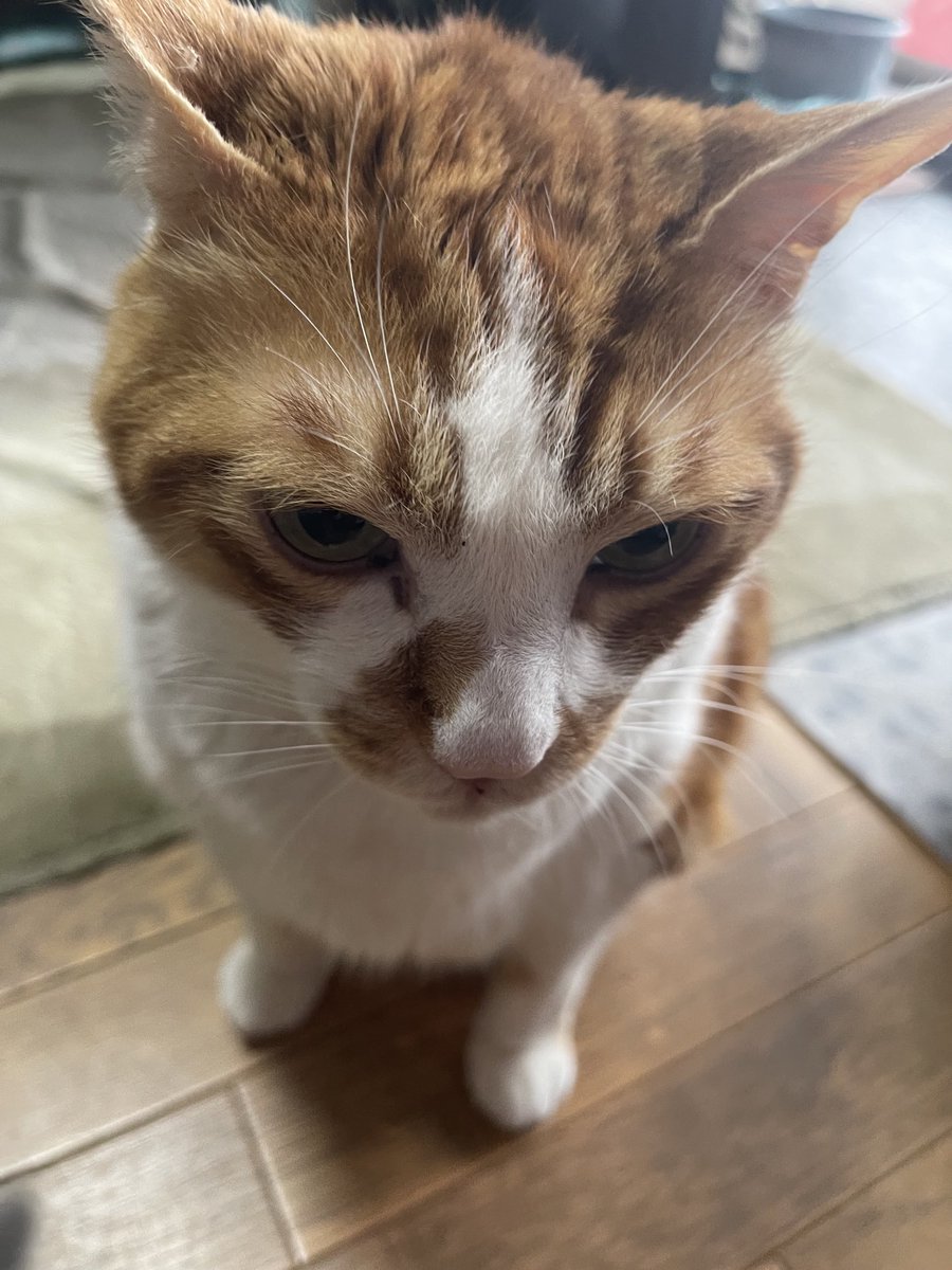 rinrin7481's tweet image. おはようございます😊😼😸
姉の話…その2
姉の部屋には推しグッズがいっぱい
どアップのブランケット…それがベッドの上で裏返ってた…これは…ワザとだそうで…そうする事でベッドの中でご対面〜🙀🙀私は言葉を失った😑洗脳されそう…イヤ大丈夫…私の家にはアイドルが😼😸いるから☺️
今週も宜しく🙇‍♀️