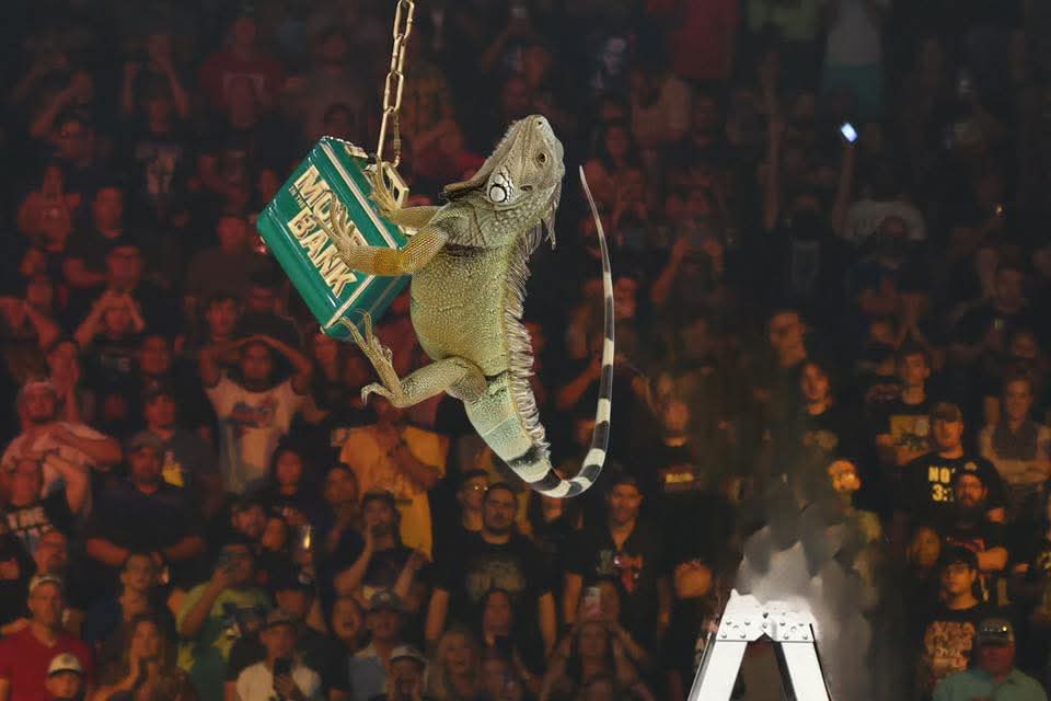 iDosCaras's tweet photo. @WWE La Yesca In The Bank🦎💼 https://t.co/i3DBHhgHro