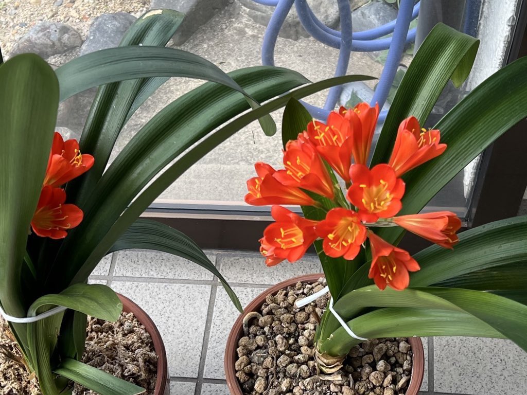 毎年咲かないのに今年は綺麗✨なオレンジ色の花が咲いたのでアルビに良いことあるのでは♡と思っています🌷