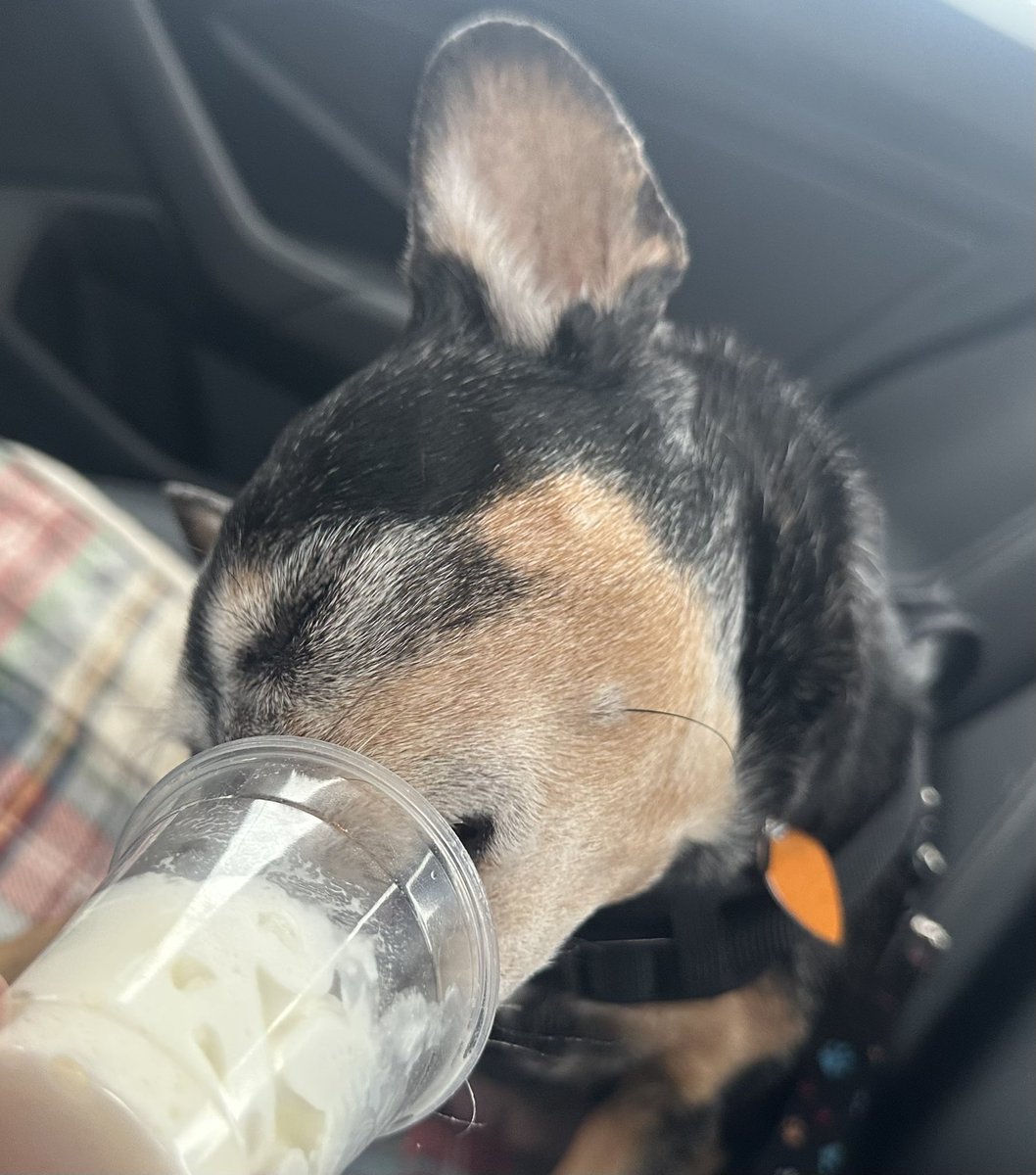 Yet another rainy weekend in the Boston region, so no walkies for Cheerio. But we still made it to the drive-thru for her #SaturdayPuppuccino.