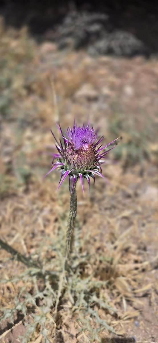 💙 Şanlıurfa
Tarihin yeniden yazıldığı yer: Göbeklitepe
Binlerce yıl öncesinden bugüne uzanan bu yolculukta, her taşta bir hikâye, her adımda bir sır saklı.
#şanlıurfa #göbeklitepe #tarihinsıfırnoktası