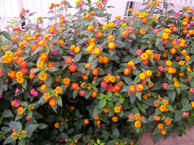 ６／８　７：３０撮。２日に撮った写真と比べてもらうと分かりますが６月は一気に花盛りになります。色も黄色、オレンジ、ピンク、赤と艶やかでまだまだ小さい花がありますので葉が隠れるほど花だらけになります。
