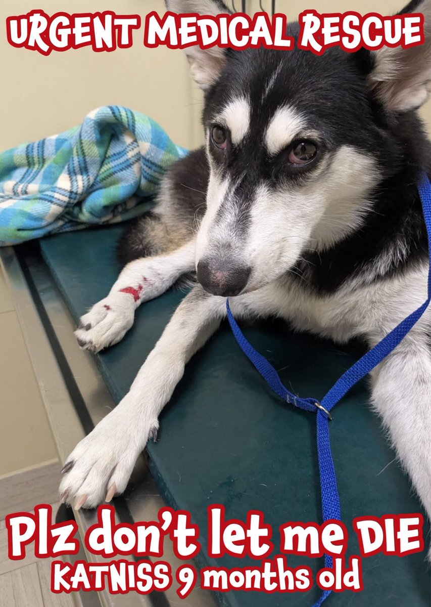 CRITICAL EMERGENCY🚑🆘 MEDICAL CASE! CALLING ALL #AlaskanHusky  L❤️VERS‼️ #A381981 Injured 8mth Old puppy dog🦮 Katniss🌺 is fighting for her life! This 🥰sweet and gentle girl has an active 💉☠️KILL command set for ANY ⏰time! She is located at the deadly high ☠️⚰️KILL