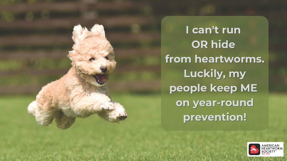 Thanks to his loving, protective people, this pup is leaping for joy!#protectyourpet#heartwormfree