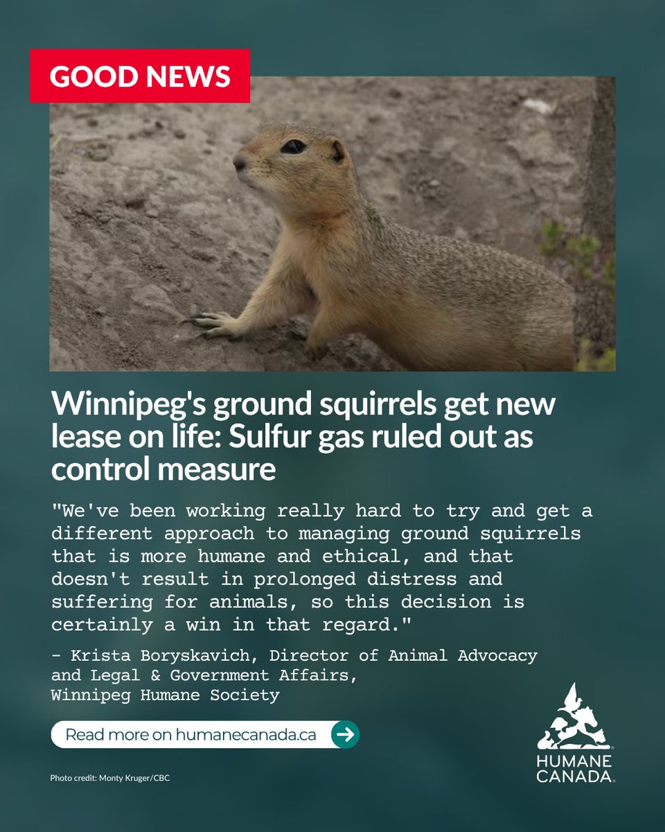 A humane decision for Winnipeg’s parks 🐿️🌿

We’re relieved to see the City of Winnipeg will not proceed with using sulfur gas to kill ground squirrels—a method known to cause prolonged suffering.
 
Read the news article: humanecanada.ca/en/your-humane…