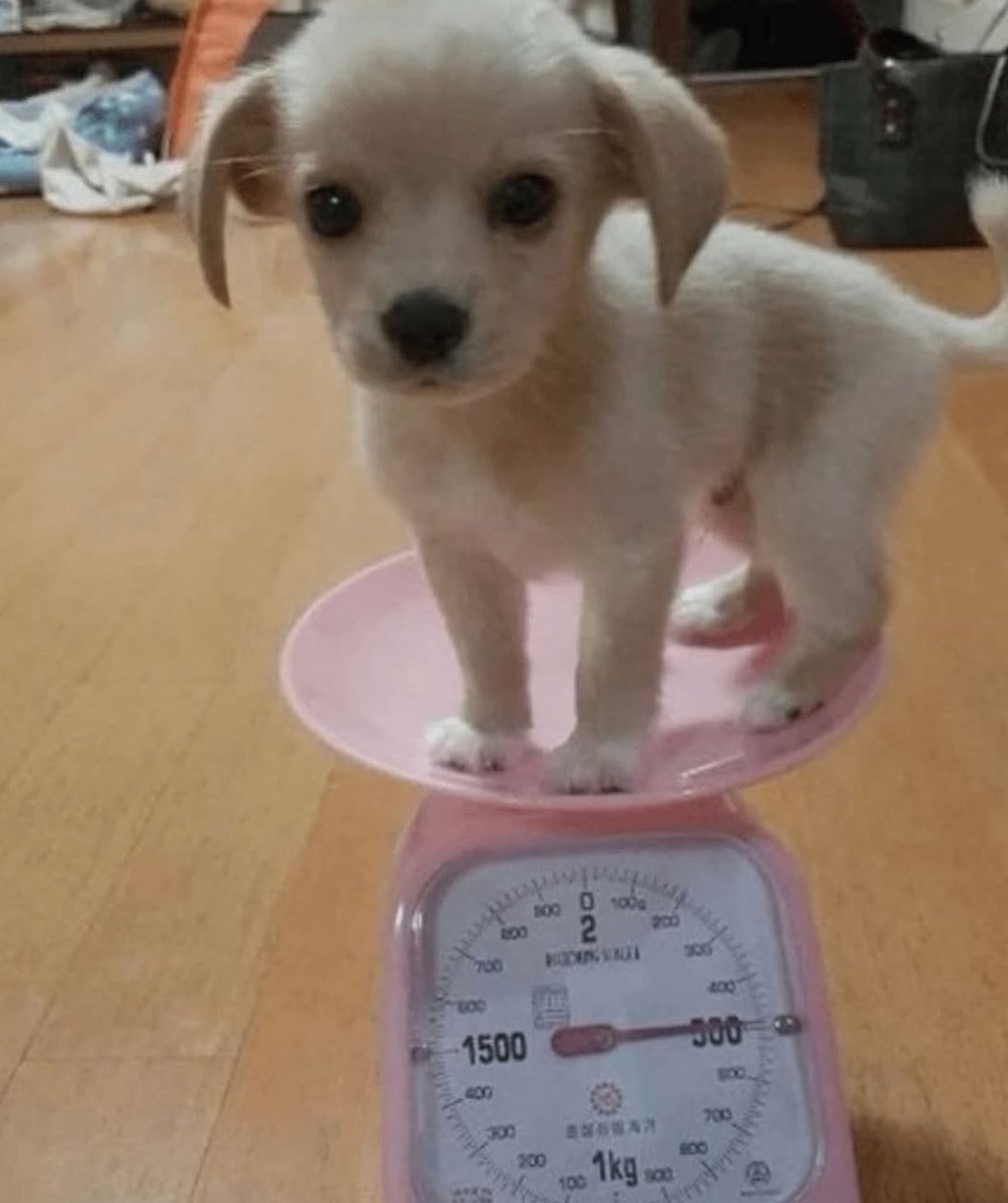 💖 (@twaniimals) on Twitter photo 