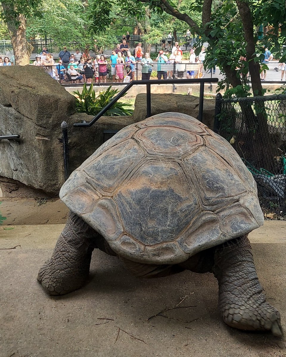 The giant tortoises are making moves (at a leisurely pace, of course.) 🐢

Guests recently lined up to watch our five giant tortoises make their slow and steady way into the outdoor habitats by the Charles H. Hoessle Herpetarium for the summer.
