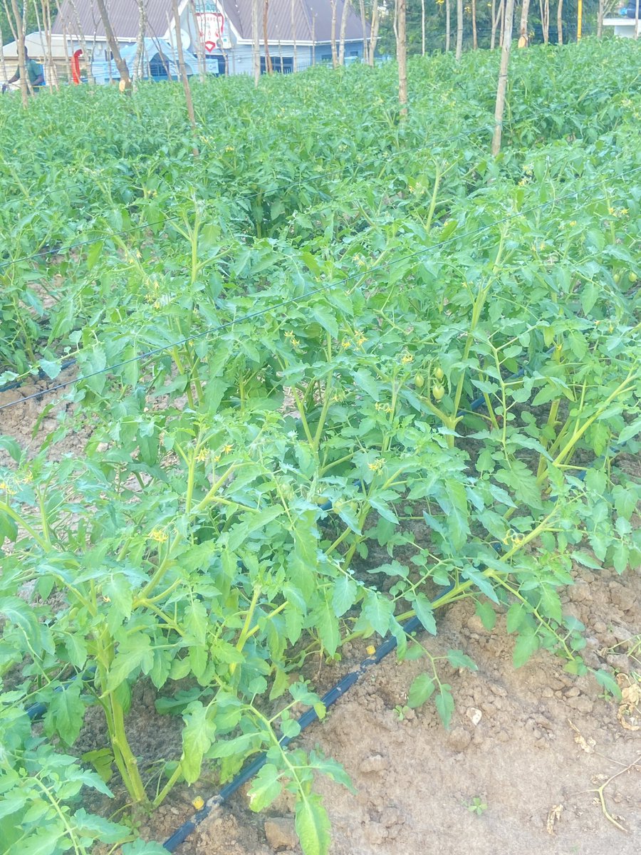 NjombeProducts's tweet photo. Shamba letu la Nyanya eneo la Dar,Kibamba linaendelea vyema sana.

#UrbanFarming
#ShambaGenge✅ https://t.co/aYDsXauOkB