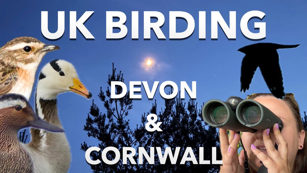We have a new YouTube video out from last weekend birding in Devon and Cornwall 

youtu.be/h_hxCEEaQwM?si…