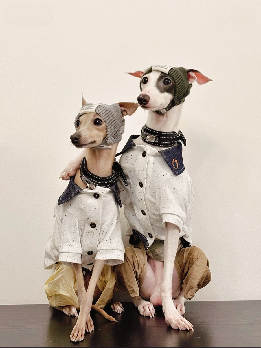 PostsOfDogs_'s tweet image. Best Friend