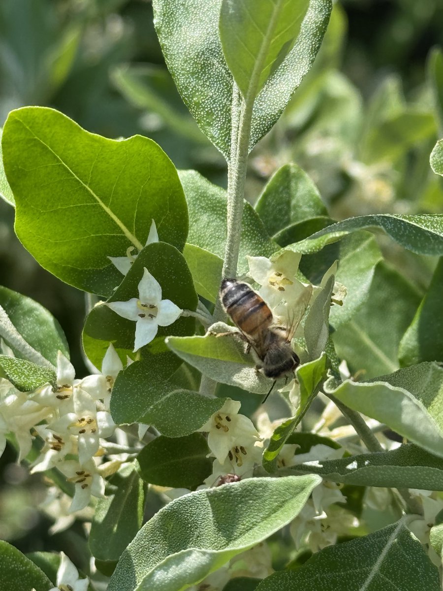 Chris Gynan tweet media