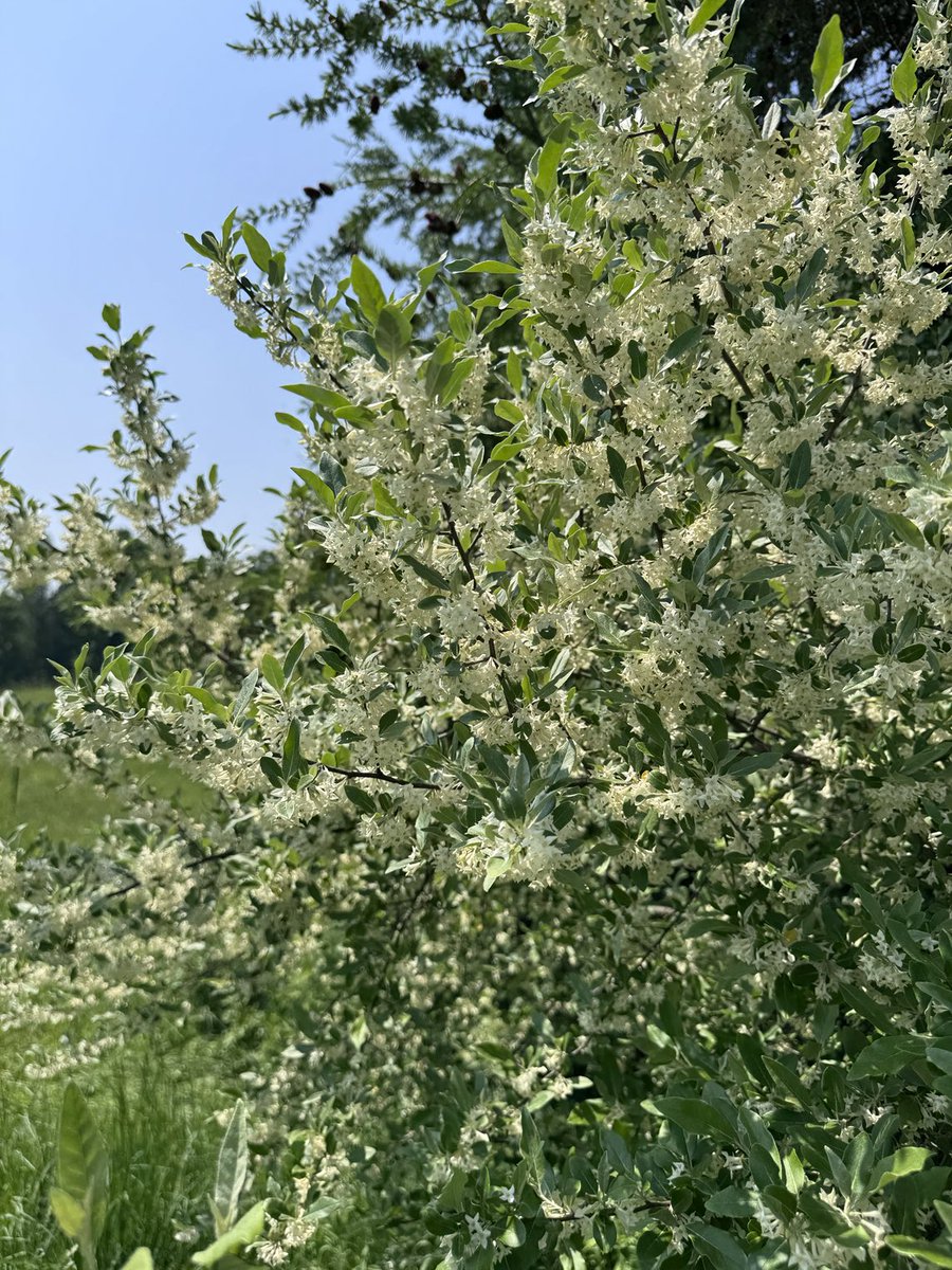 Chris Gynan tweet media