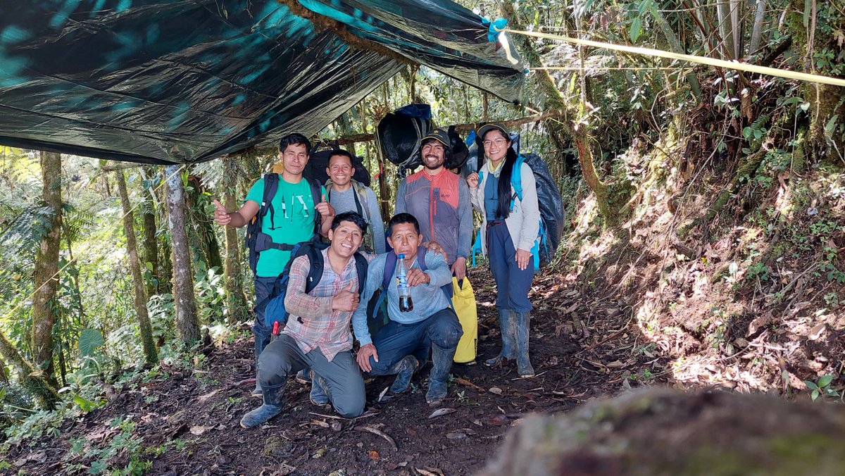 monteagudomendo's tweet image. Increíble la diversidad de los bosques montanos del PN Yanachaga Chemillén, Pasco, Perú, tanto en flora y fauna; remidiendo las parcelas RAINFOR, en los bosques montanos; fotos de Elías Condori, Melanie Moriano y Abel Monteagudo.