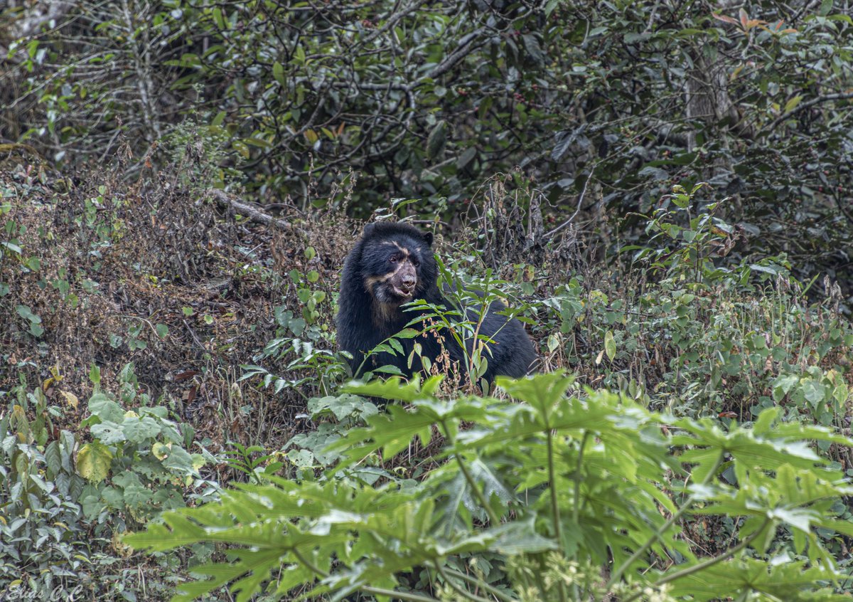 monteagudomendo's tweet image. Increíble la diversidad de los bosques montanos del PN Yanachaga Chemillén, Pasco, Perú, tanto en flora y fauna; remidiendo las parcelas RAINFOR, en los bosques montanos; fotos de Elías Condori, Melanie Moriano y Abel Monteagudo.