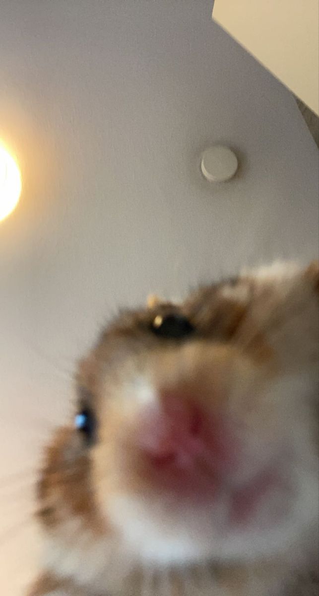 🐹어어... 정신이 드세요 환자분.....?
어.. 정신이 드시면 안돼는데....💦