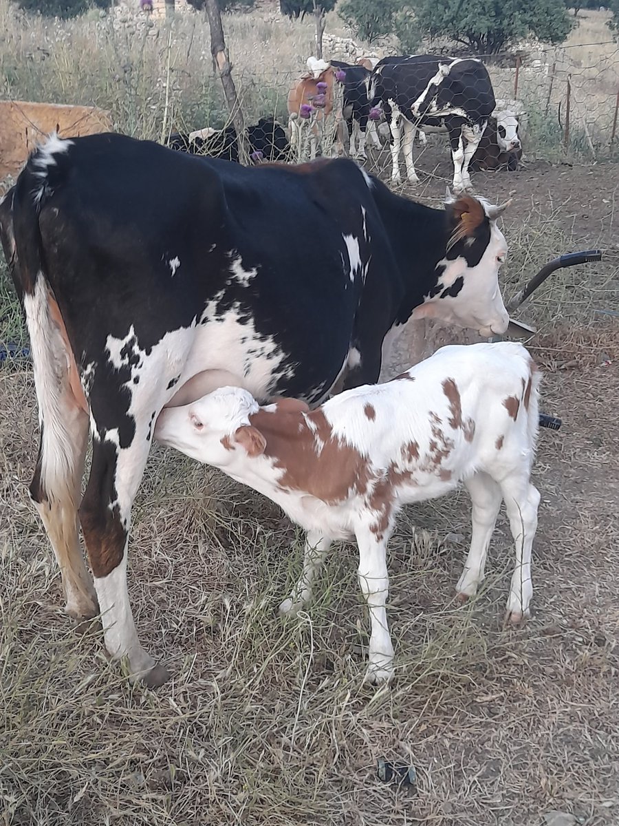 Pasa pasa köyüme geldim