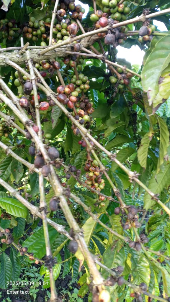 Farmers here. How do you deal with the  Coffee twig borer pest?