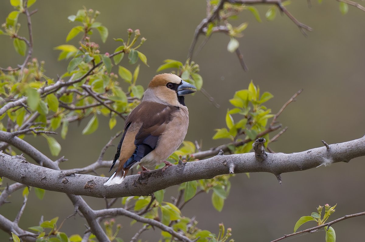 The open woodland around the Hotel Mongolica, Ulaanbaatar is a good site in summer for White-crowned Penduline Tit; also Spring passage migrants such as Yellow-breasted Bunting (Endangered) and Hawfinch: