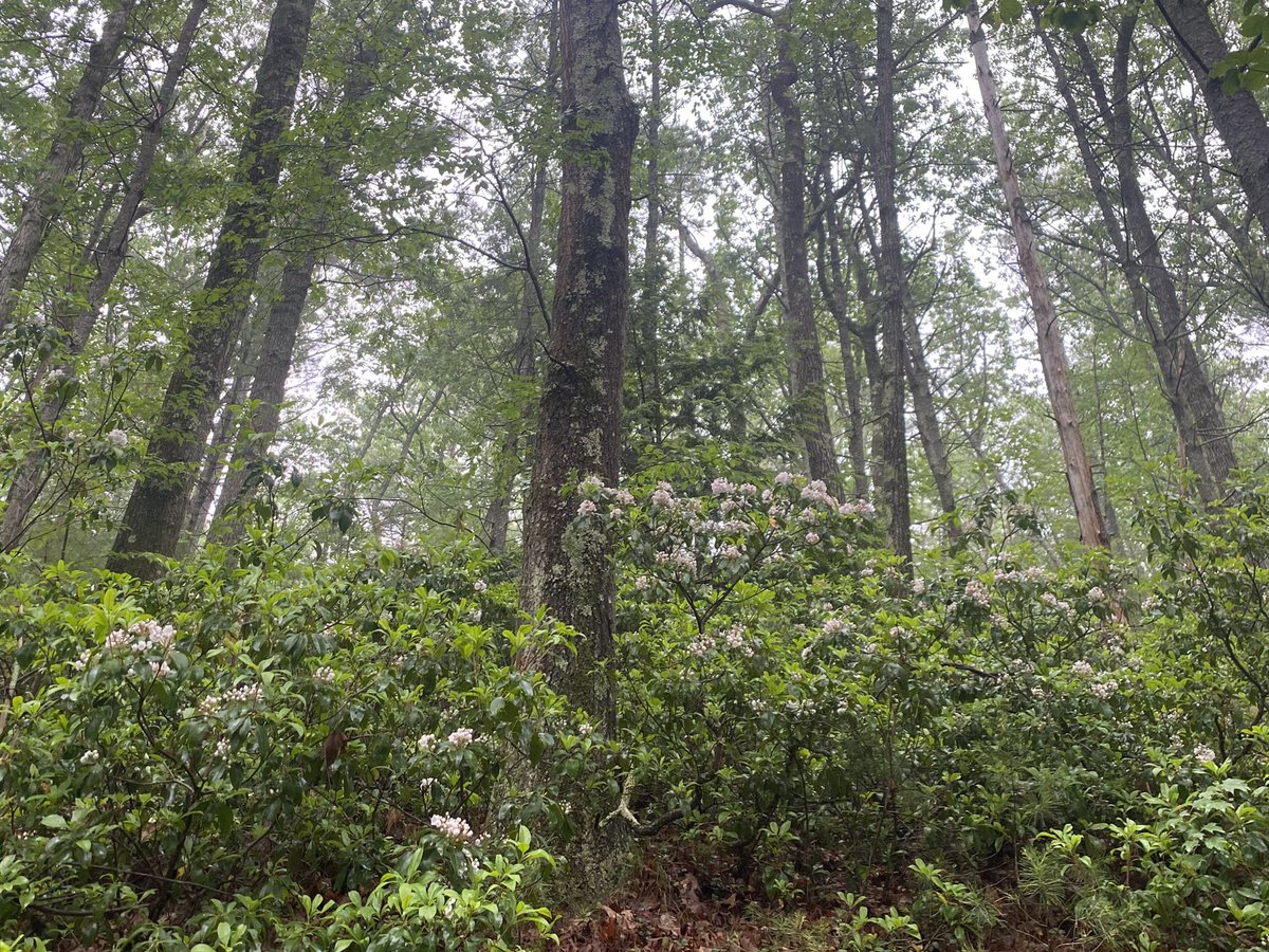 Misty morning fix ✅🌲☺️